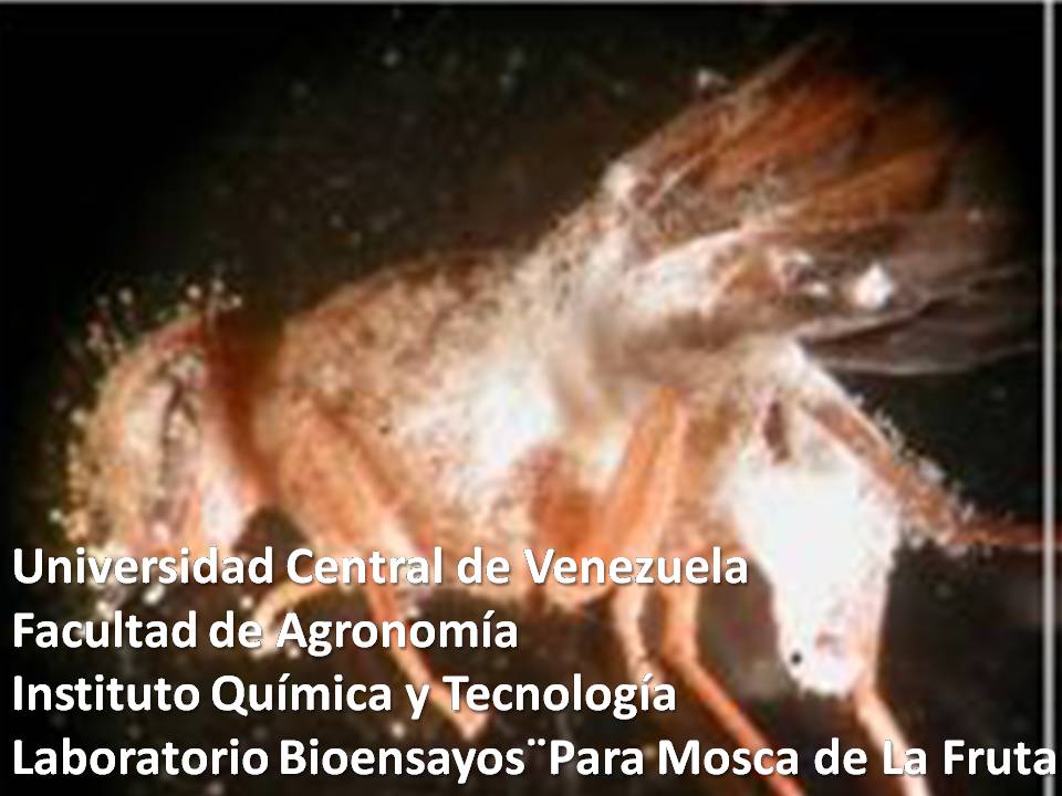 Infecci&oacute;n de la mosca de la fruta con Beauveria